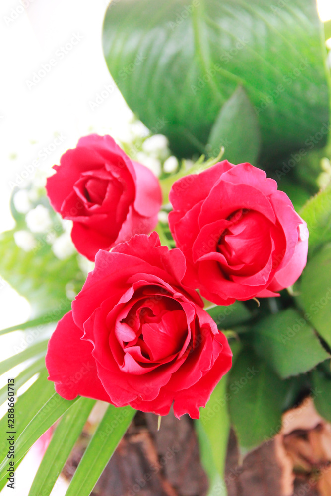 Fototapeta premium decorative bouquet of red natural roses with green a leaves