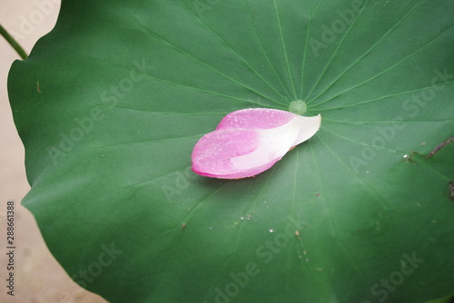 beautiful pink lotus and green leaf