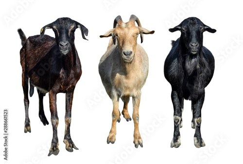 Group of goats isolated on white. Goats standing full length and looking in camera. Farm animals photo