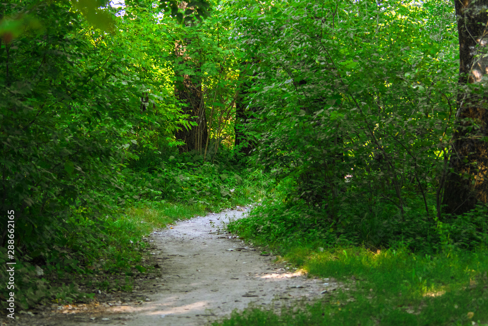 Fototapeta premium Forest path, wood road