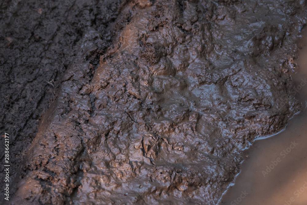 Naklejka premium Impassable wood road, mud and clay