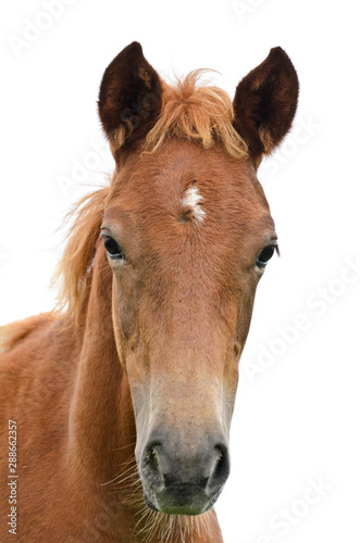 Front of the horse head © yongkiet
