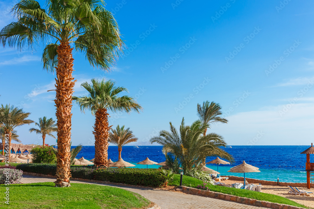 Sunny resort beach with palm tree at the coast shore of Red Sea in Sharm el Sheikh, Sinai, Egypt, Asia in summer hot. Bright sunny light Sunny resort beach with palm tree at the coast shore of Red Sea in Sharm el Sheikh, Sinai, Egypt, Asia in summer hot. Bright sunny light