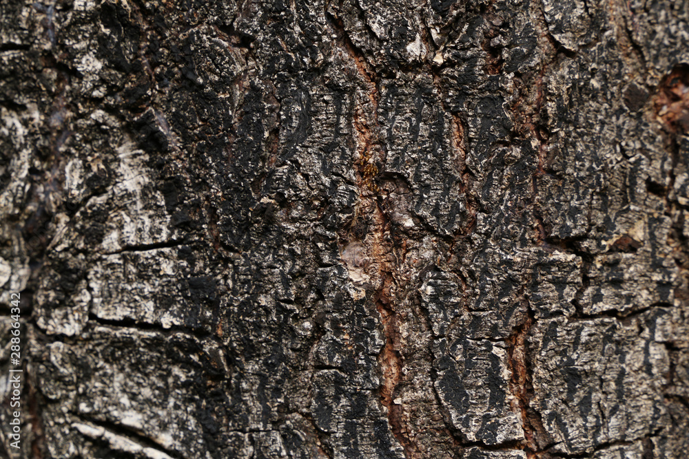 wood board background texture wood board background texture