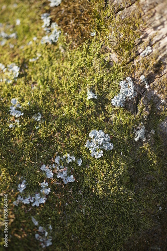 lichen and moss on the bark
