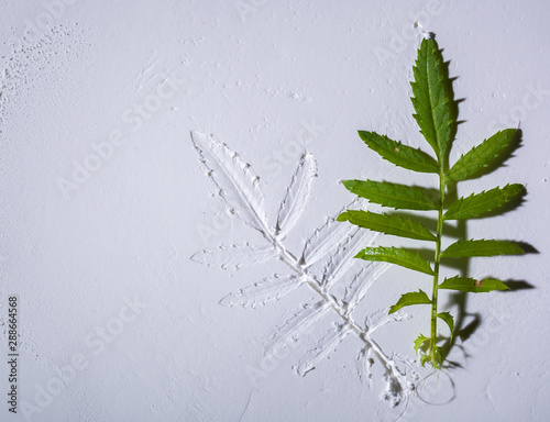 The relief of a living sheet imprinted in a white coating similar to gypsum. For decoration or an article on the history of botany.