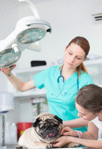 Foto Young veterinary doctor and girl stroking pug on table at hospital