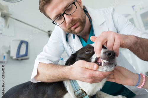 Doctor checking teeth of dog at veterinary clinic