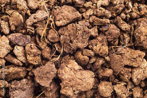 Dry cow dung isolated on white background