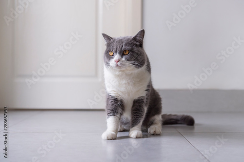 British shorthair cat sitting on the floor © chendongshan