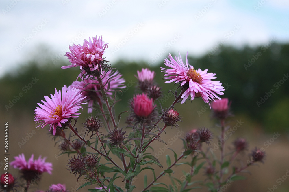 Obraz premium Symphyotrichum novi-belgii also known as New York Aster, a genus of the family Asteraceae whose species were once considered to be Asters.