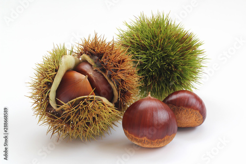 栗
