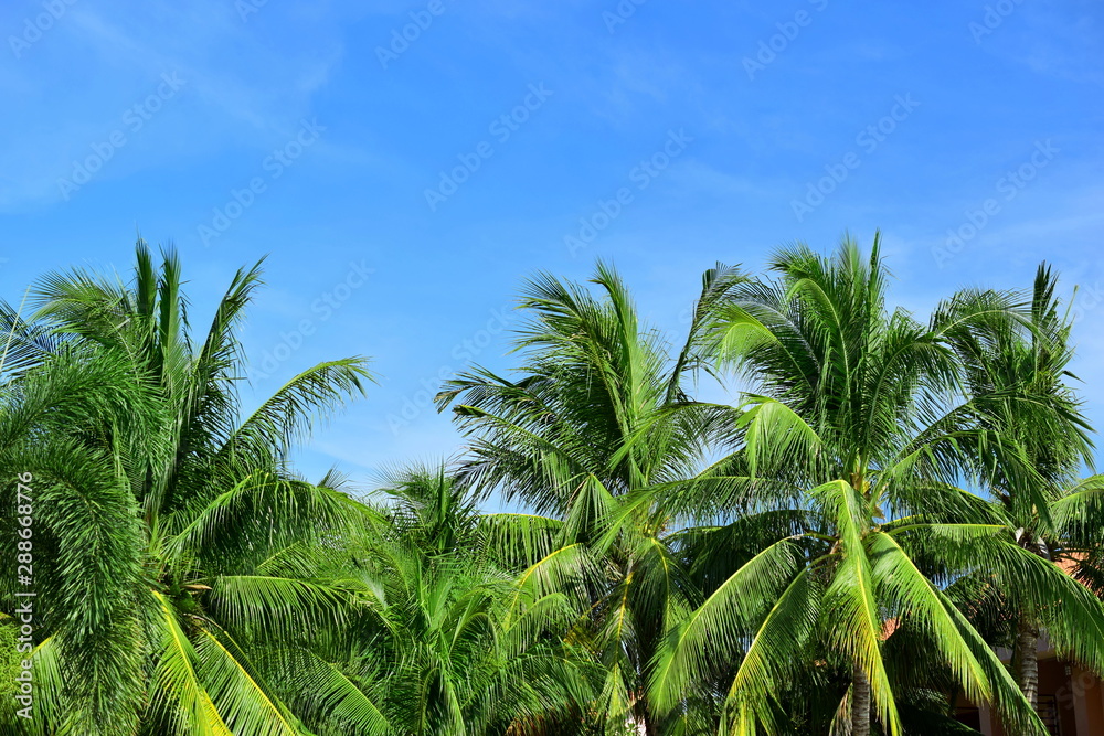 Fototapeta premium Palm trees against the blue sky. 