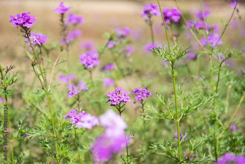 Naklejka premium バーベナ