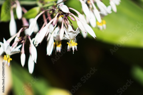 Close up image of New Zealand Renga Renga flowers -Arthropodium cirratum photo