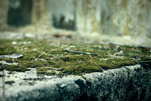 green moss on a stone