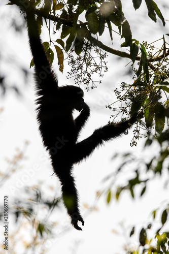 Skywalker hoolock gibbon monkey in a tree photo