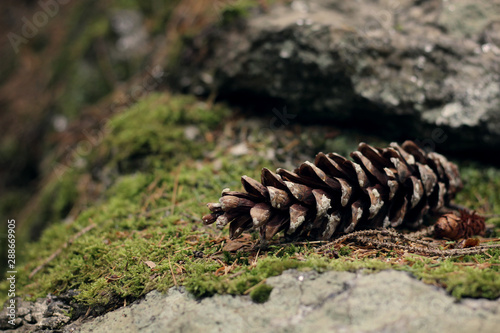 pinecone on moss