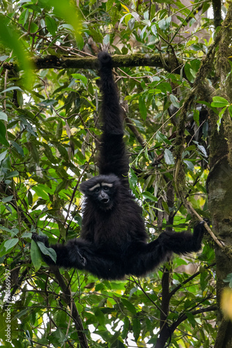 Skywalker hoolock gibbon monkey in a tree
