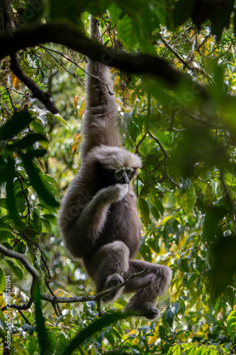 Skywalker hoolock gibbon monkey in a tree