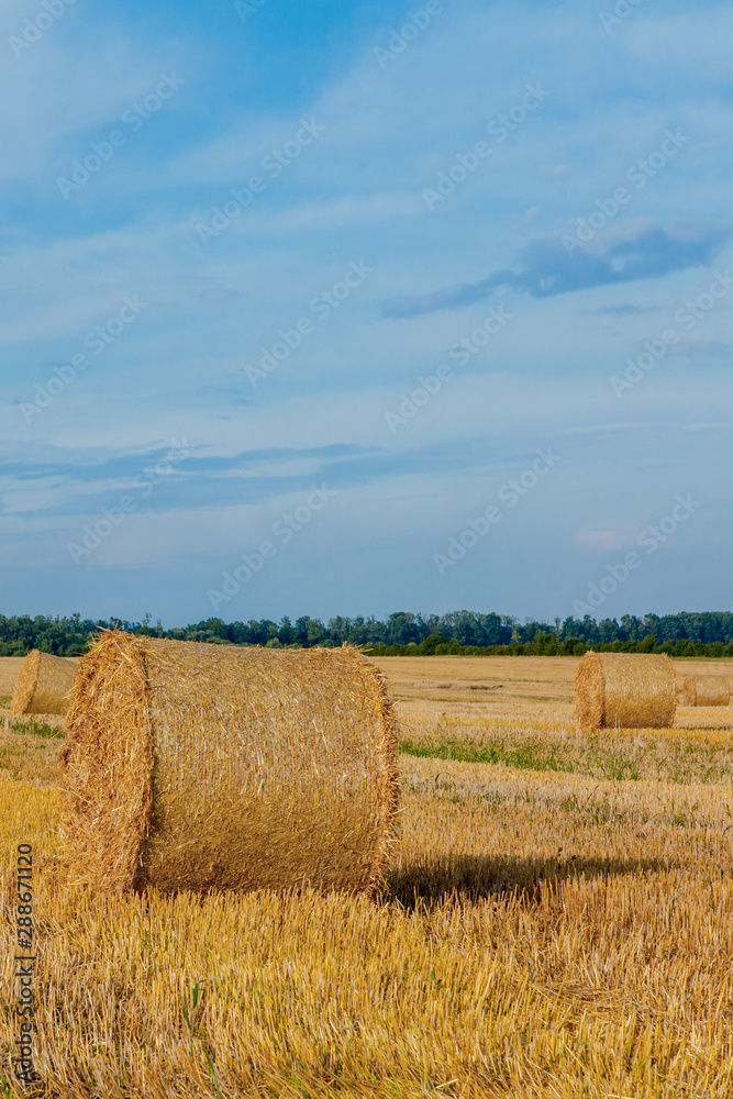 Yellow golden straw bales of hay in the stubble field, agricultural field under a blue sky with clouds. Straw on the meadow. Countryside natural landscape. Grain crop, harvesting.