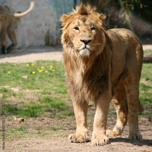 lion in a zoo in france 