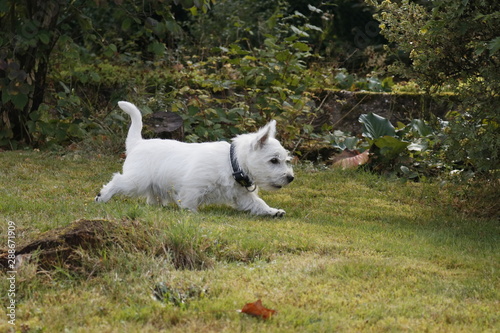 West Highland White Terrier Welpe schnüffelt im Gras
