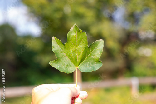 Hand holding a leaf of maple in outdoor landscape