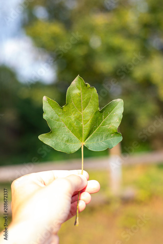 Hand holding a leaf of maple in outdoor landscape. vertical shot. photo