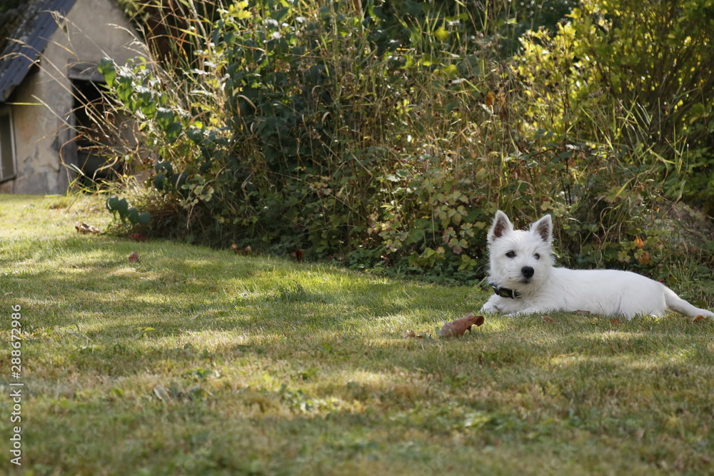 West Highland White Terrier Welpe liegt im Gras