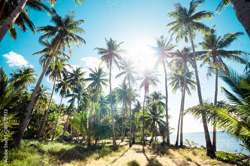 A forest of palm trees on a sunny day © kbarzycki