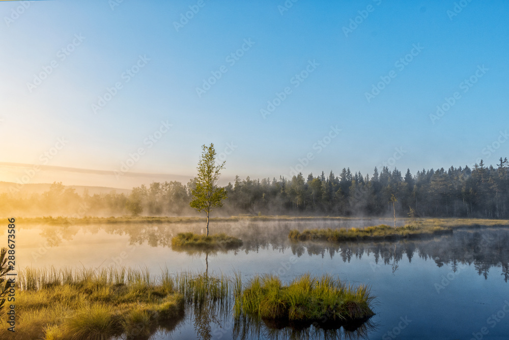 landscape with lake and forest