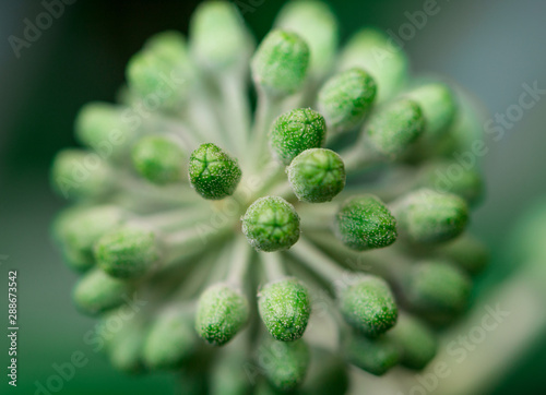 closeup of a plant © Станислав Максимов