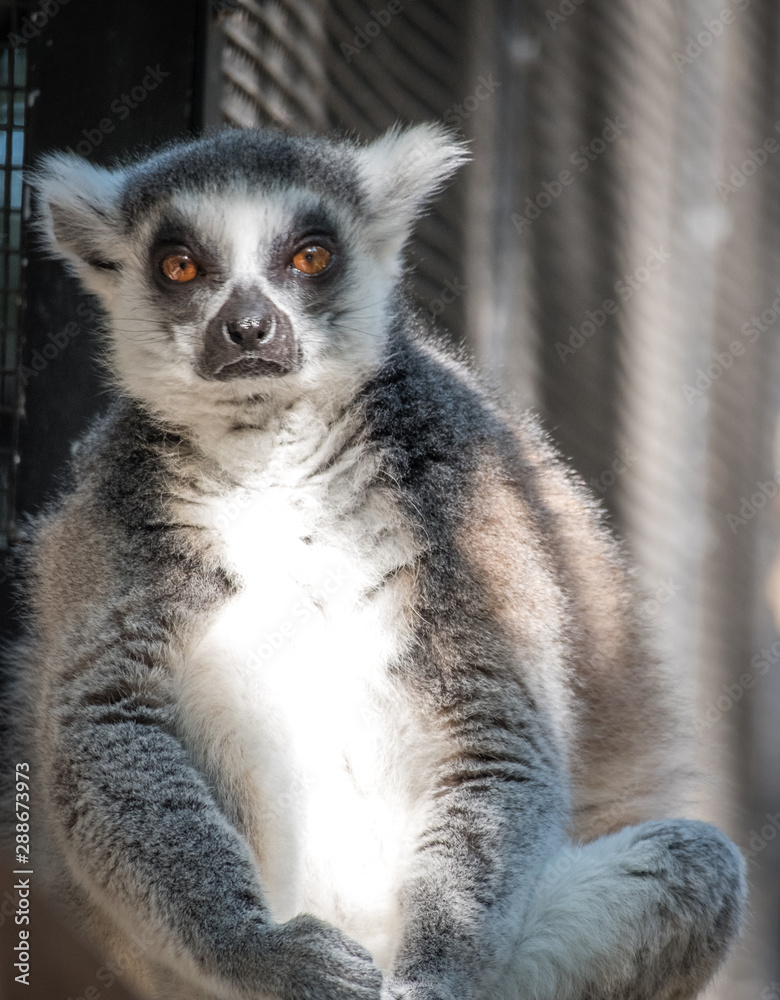 Fototapeta premium Lemur relaxing 