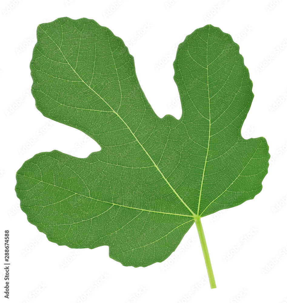 green leaf fig isolated on white background green leaf fig isolated on white background