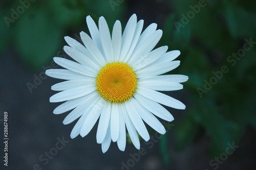 White daisy in the garden