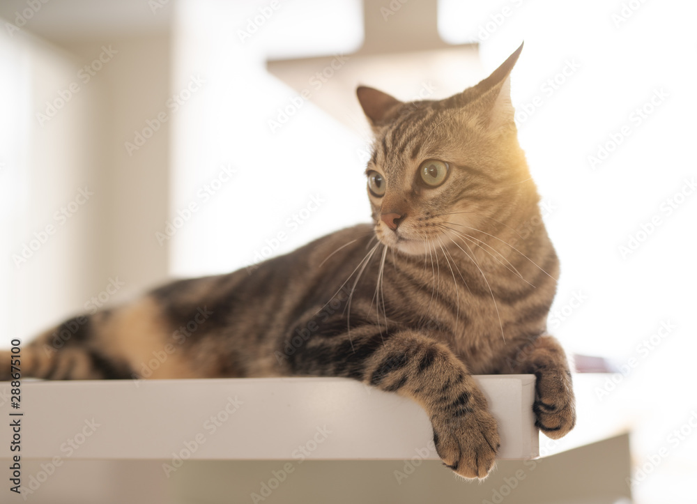 Beautiful short hair cat lying on white table at home