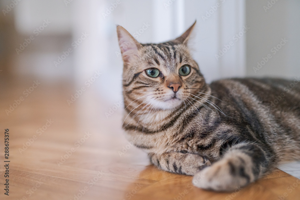 Beautiful short hair cat lying on the floor at home Beautiful short hair cat lying on the floor at home