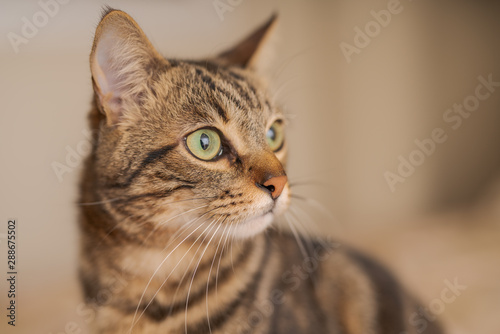 Cute short hair cat looking curious and snooping at home