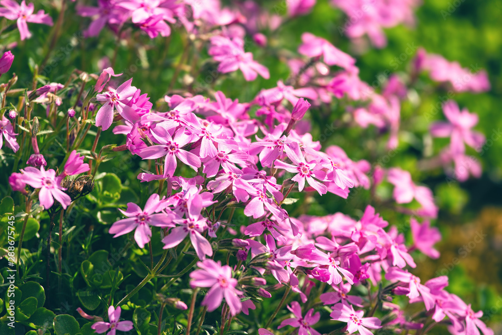 Pink flowers in the meadow, summertime outdoor background Pink flowers in the meadow, summertime outdoor background