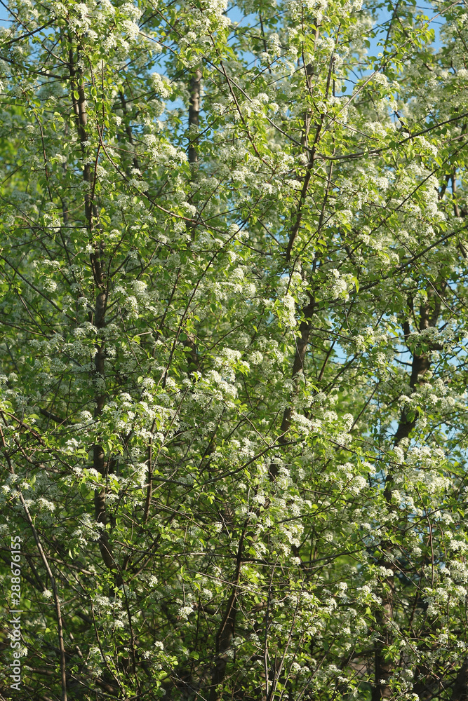 Flowering plum (Prunus)