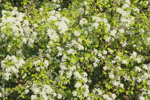 Flowering plum (Prunus)