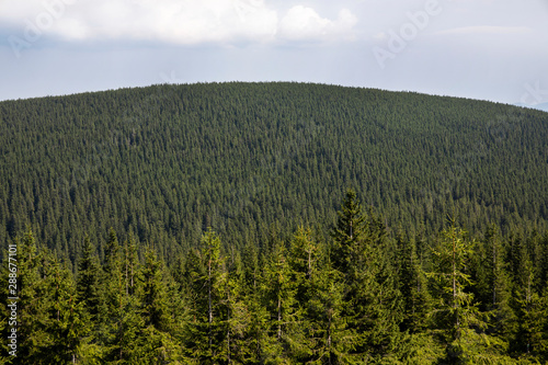 Magnificent panoramic view the coniferous forest on the mighty Carpathian Mountains and beautiful blue sky background. Beauty of wild virgin Ukrainian nature. Peacefulness.