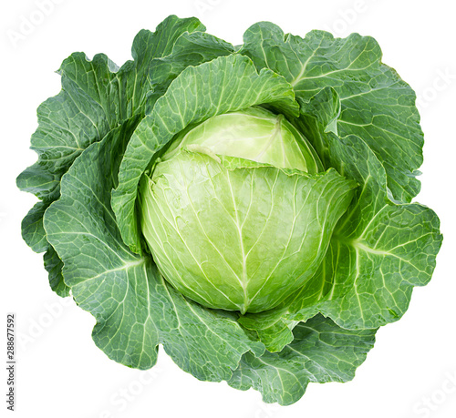 Fotografia cabbage isolated on white background, clipping path, full depth of field