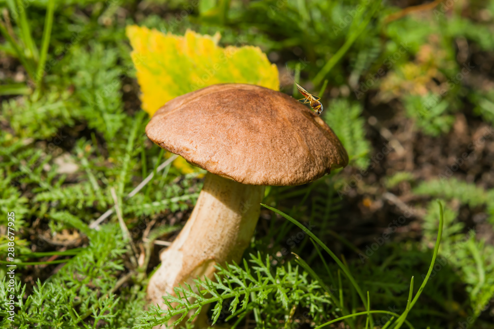 Boletus mushroom among green grass in a forest clearing, beautiful autumn landscape Boletus mushroom among green grass in a forest clearing, beautiful autumn landscape