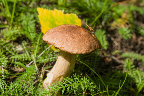 Boletus mushroom among green grass in a forest clearing, beautiful autumn landscape