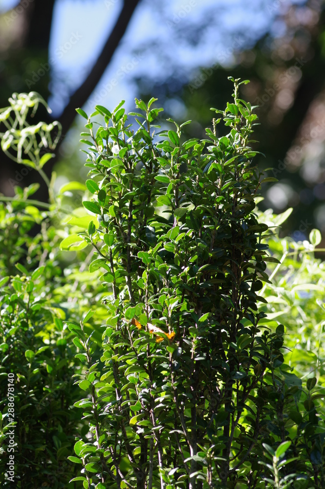 Obraz premium イヌツゲ・スカイペンシル