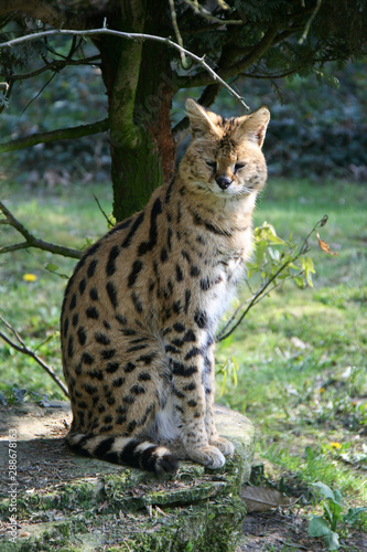 serval in a zoo in france © frdric