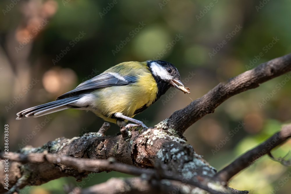 Obraz premium The great tit (Parus major) is a passerine bird in the tit family Paridae