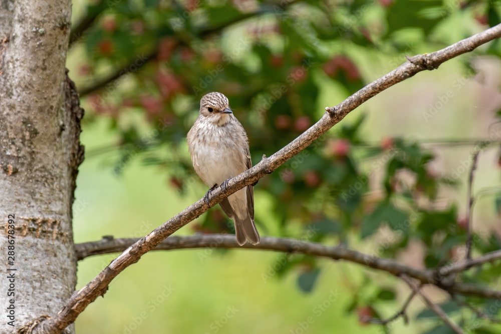 Spotted Flycatcher ( Muscicapa striata) sitting on the branch in the forest. Spotted Flycatcher ( Muscicapa striata) sitting on the branch in the forest.